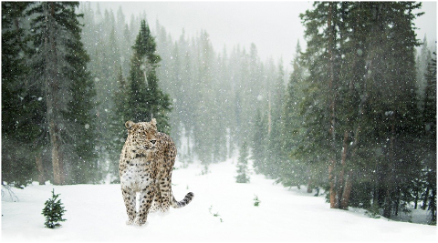 persian-leopard-snow-trees-snowing-6063526