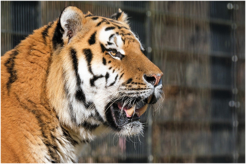 tiger-predator-big-cat-dangerous-6062499