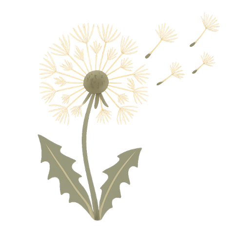 dandelion-dandelion-seeds-seed-head-10301835