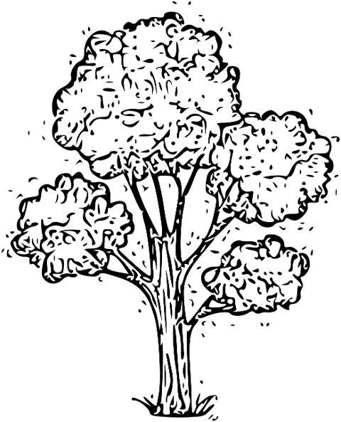 tree-big-tree-drawing-line-art-6857414