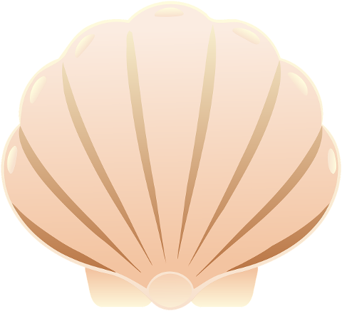 shell-clam-mollusc-bivalve-marin-8898053
