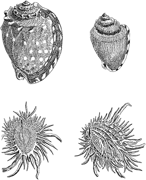 sea-shells-shells-line-art-mollusk-7344762
