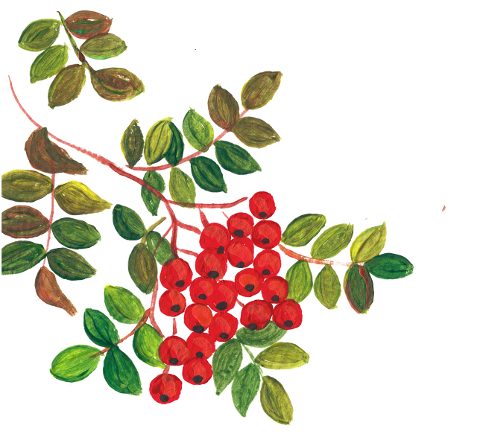 rowan-berries-fruits-painting-plant-7503817