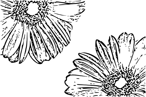 flowers-bloom-drawing-sketch-6862141