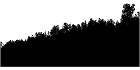 forest-trees-silhouette-landscape-7321655