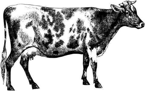 cow-animal-line-art-bovine-bull-5198150
