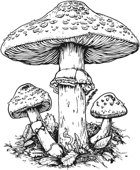 ai-generated-mushrooms-toadstools-8895762