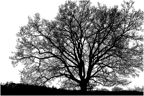 trees-nature-silhouette-landscape-7058843