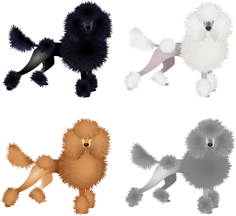 poodle-dog-pet-animal-coat-colours-6966810