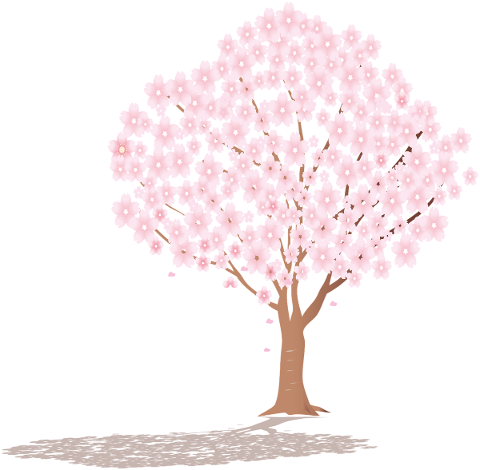 sakura-tree-shadow-cherry-tree-4900857