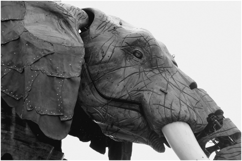 elephant-animal-pachyderm-4679300