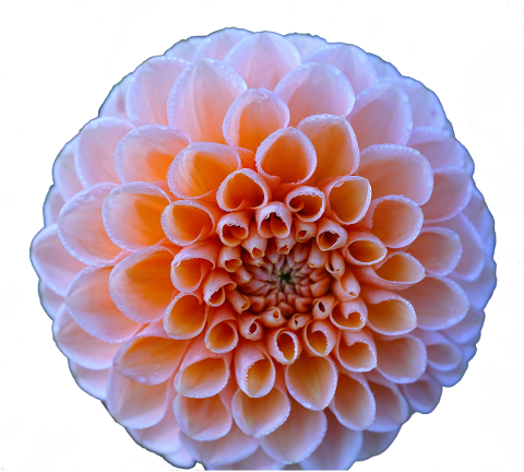 dahlia-flower-bloom-blossom-plant-6154940