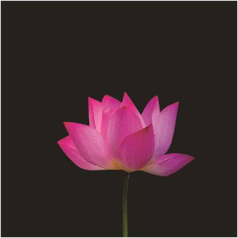 lotus-flower-flowers-5147447