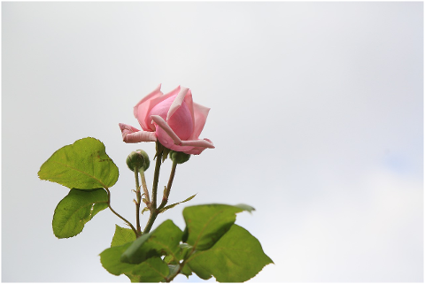 rose-spring-nature-plant-beautiful-4536343