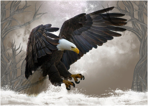 bald-eagle-bird-predator-raptor-6194292