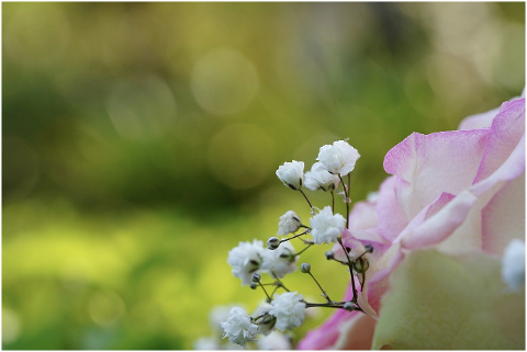 flowers-plant-bouquet-rose-petals-6236842