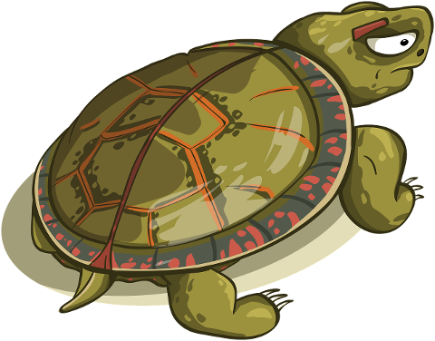 tortoise-shell-amphibious-reptile-4217423