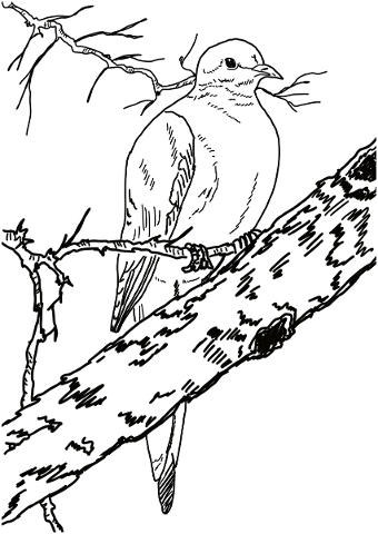 bird-black-and-white-sketch-branch-5097575