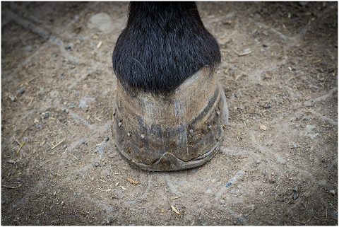 horse-hoof-foot-horse-hoof-fitting-6066143