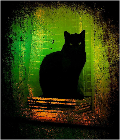 cat-feline-window-sill-terror-fear-6061695