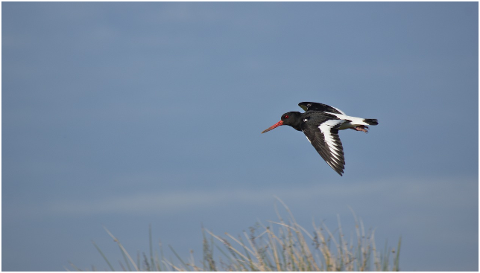 oyster-catcher-bird-wildlife-4374802