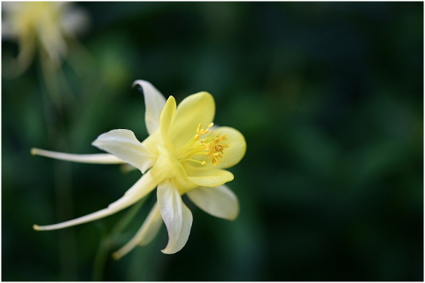 columbine-flower-plant-6001350