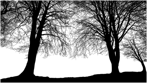 forest-trees-silhouette-tree-4047568