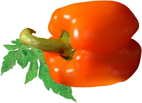 tomato-tomato-vector-tomatoes-pizza-4774954