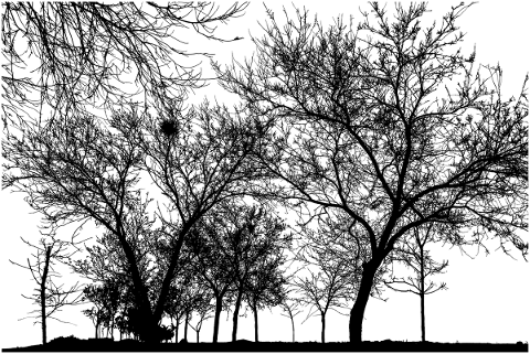 forest-trees-silhouette-branches-4951737