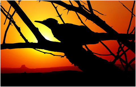sunset-color-orange-sun-bird-pen-5022469
