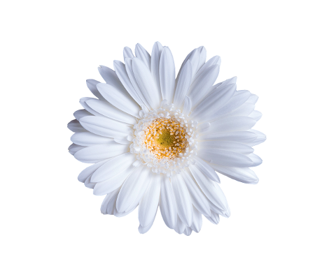 flower-gerbera-isolated-transparent-4420184