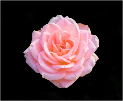 rose-flower-bloom-blossom-petals-6249484