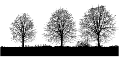trees-landscape-silhouette-plant-4723818
