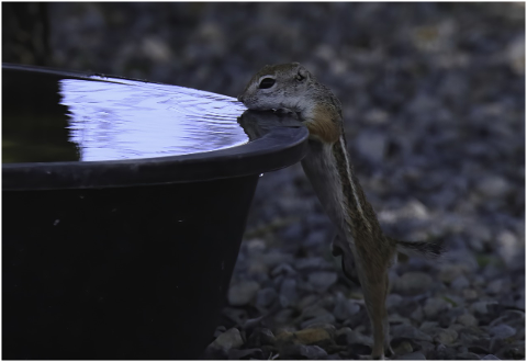 antelope-squirrel-southwest-small-4384396