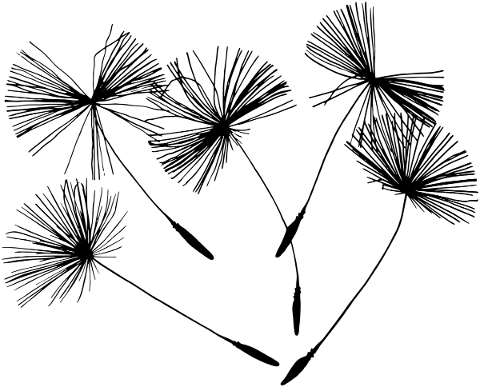 dandelion-seeds-silhouettes-flower-5648275