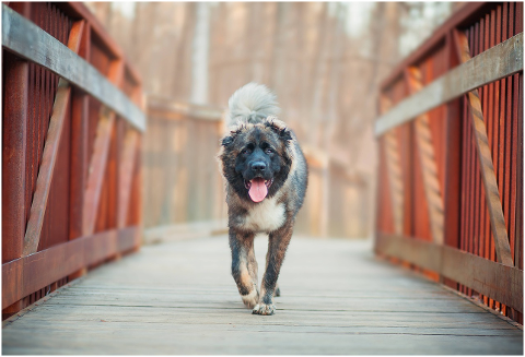 caucasian-shepherd-dog-dog-bridge-6154868