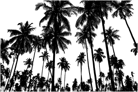 palm-trees-trees-silhouette-4268028