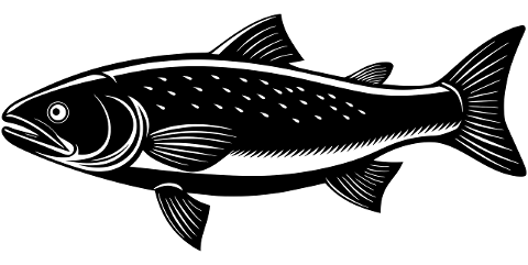 salmon-fish-animal-aquatic-marine-8853406