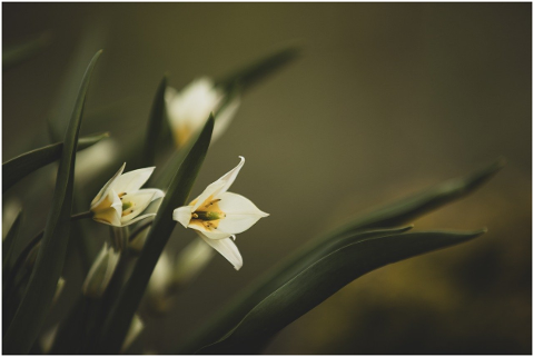 flowers-nature-spring-plant-5168322