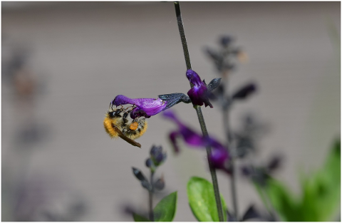 insect-pollen-flower-nature-5202515