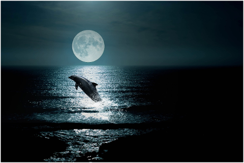 landscape-sea-sky-night-dolphin-4450876