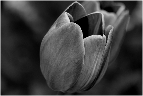 tulip-black-macro-nature-spring-5145467