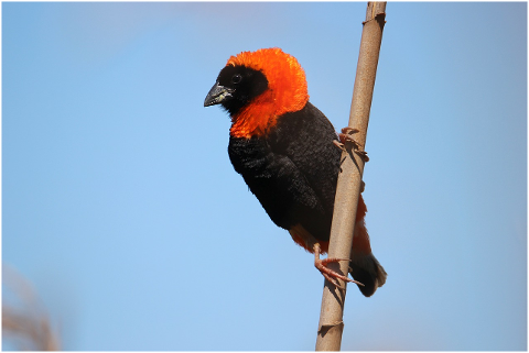 red-bishop-bishop-avian-bird-4428761