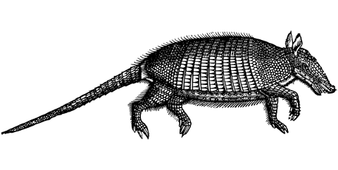 armadillo-animal-line-art-reptile-5220775