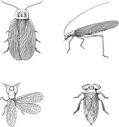 insects-bugs-animals-line-art-7305439