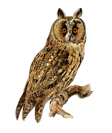 long-eared-owl-owl-bird-animal-6259377