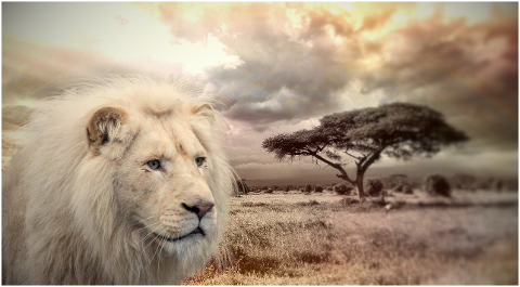 lion-animal-africa-wildlife-6151753