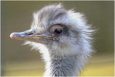 rhea-bird-bouquet-bird-head-6053832