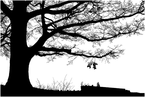 trees-nature-silhouette-landscape-7038252
