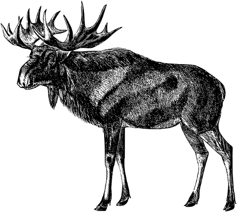 moose-animal-antlers-line-art-7136937